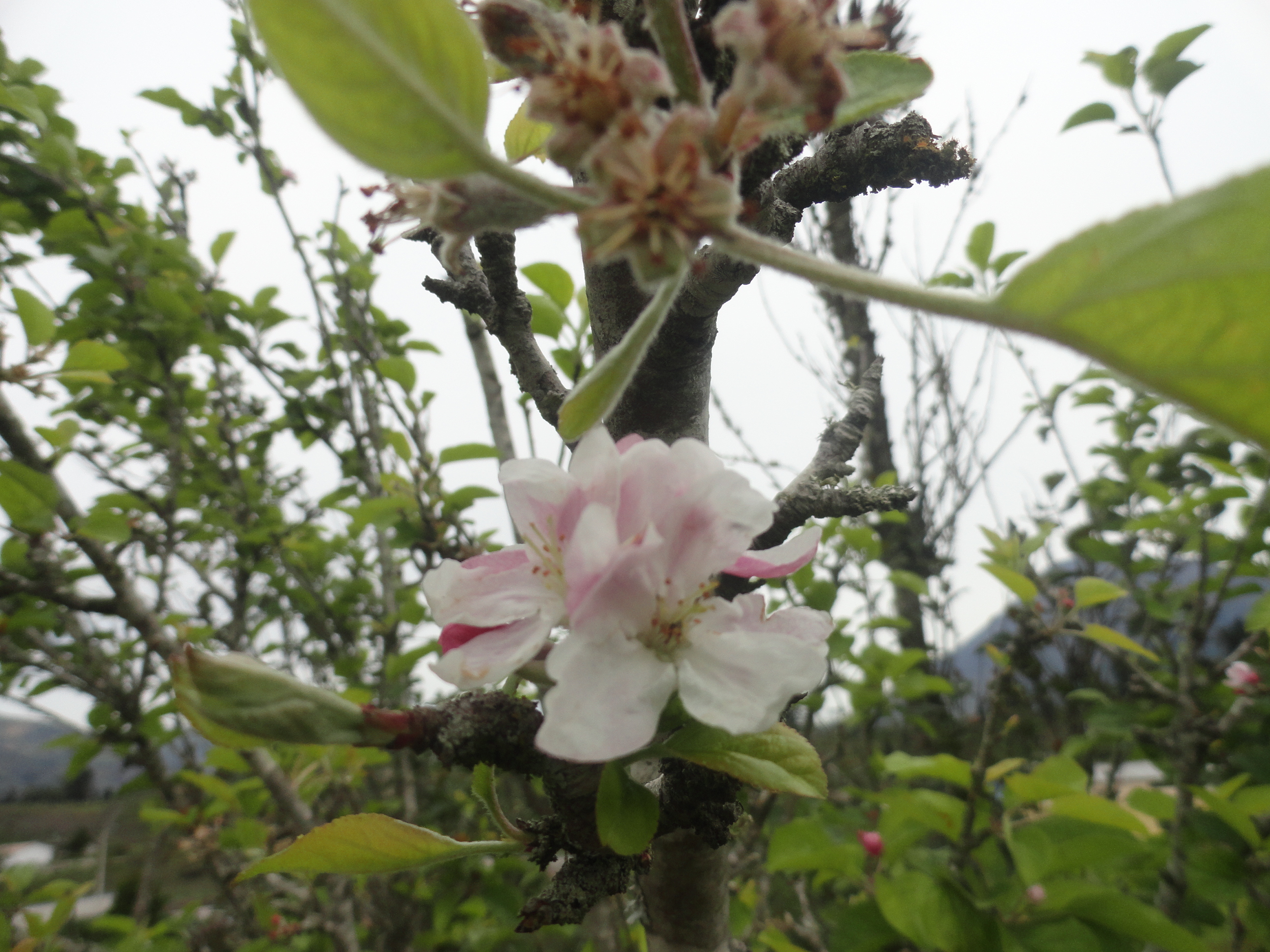 Foto: Flor de manzana - Bayushig (Chimborazo), Ecuador