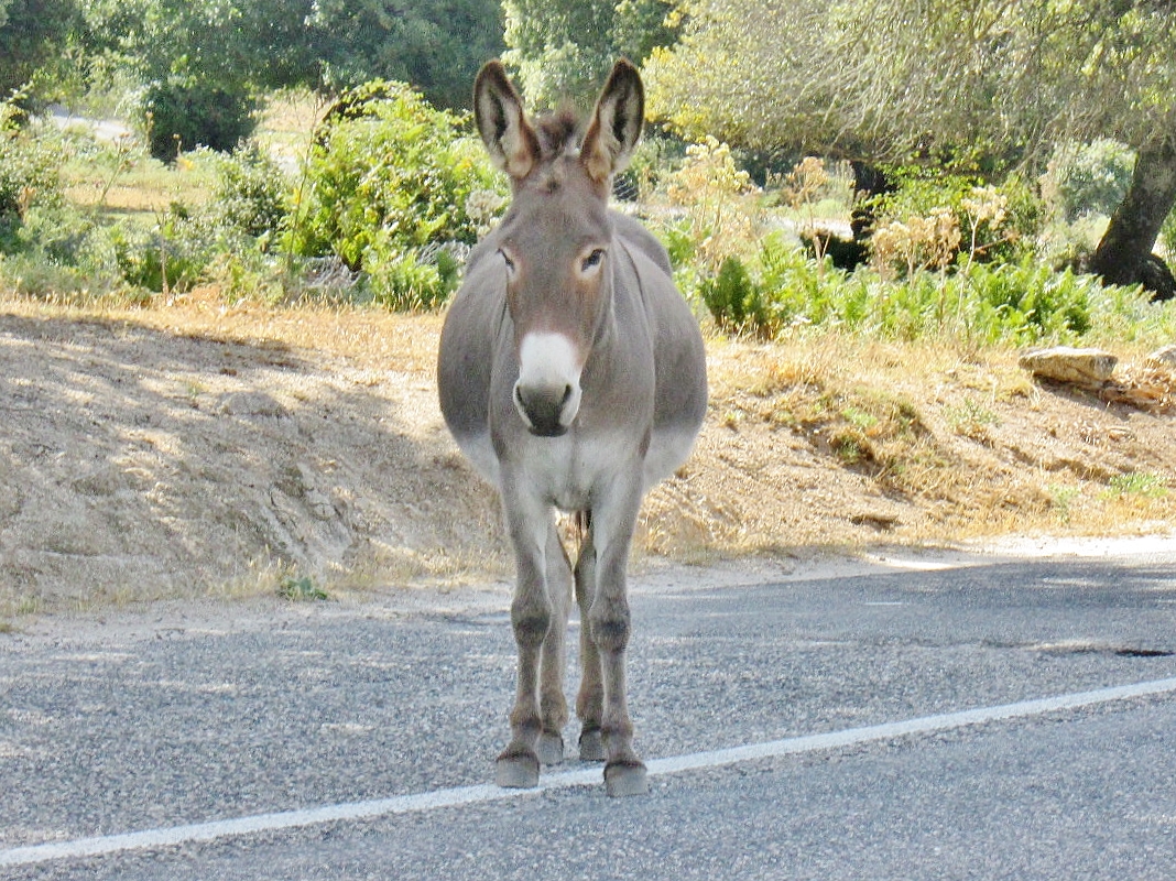 Foto: Animalitos - Oliena (Sardinia), Italia