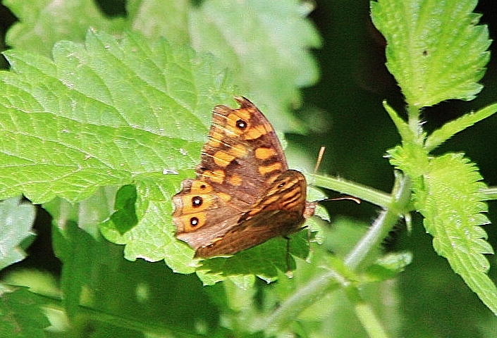 Foto: Manantial Su Gologone (bichito) - Oliena (Sardinia), Italia