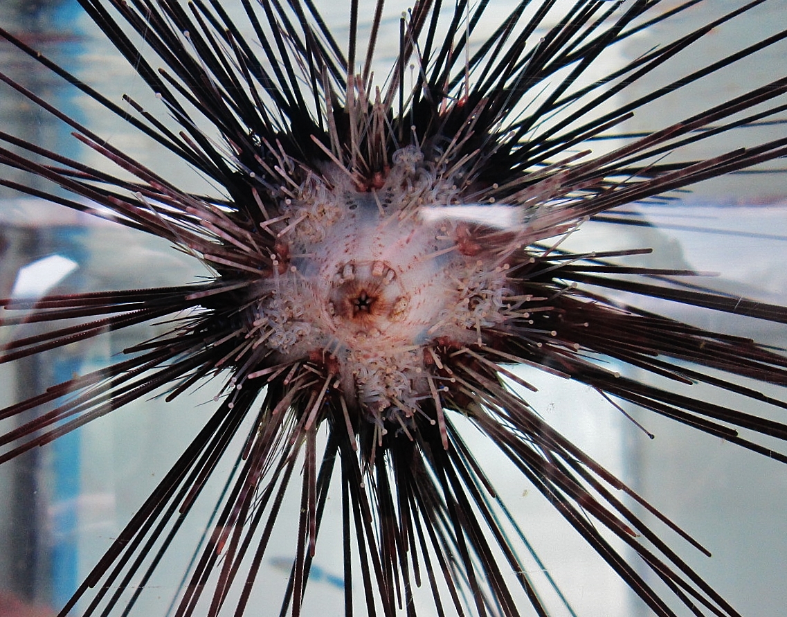 Foto: Acuario de Cala Gonone - Dorgali (Sardinia), Italia