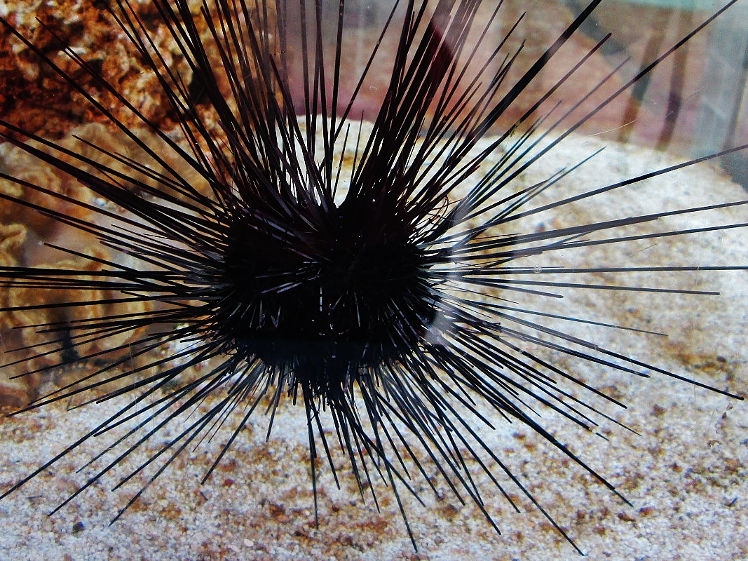 Foto: Acuario de Cala Gonone - Dorgali (Sardinia), Italia