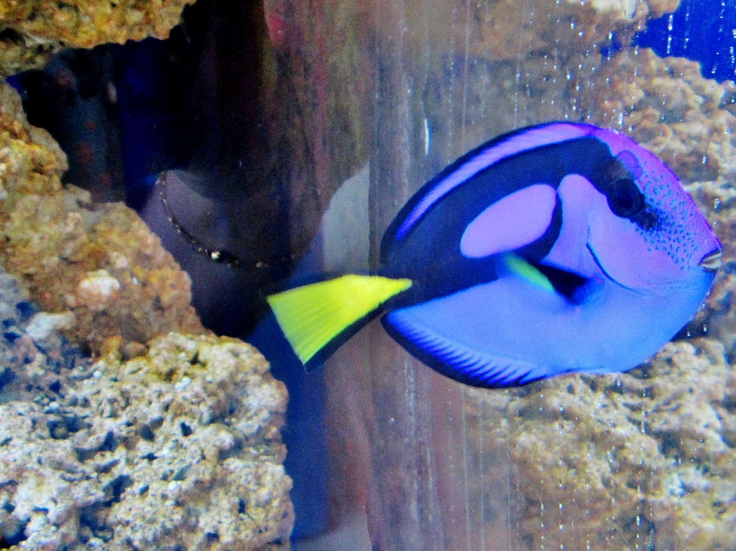 Foto: Acuario de Cala Gonone - Dorgali (Sardinia), Italia