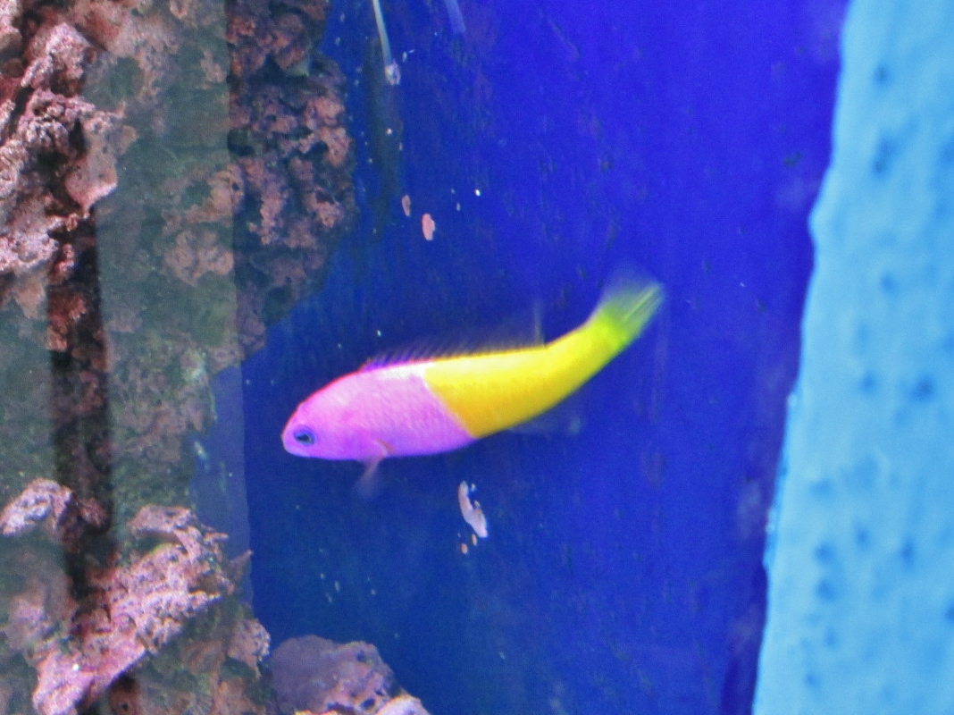 Foto: Acuario de Cala Gonone - Dorgali (Sardinia), Italia