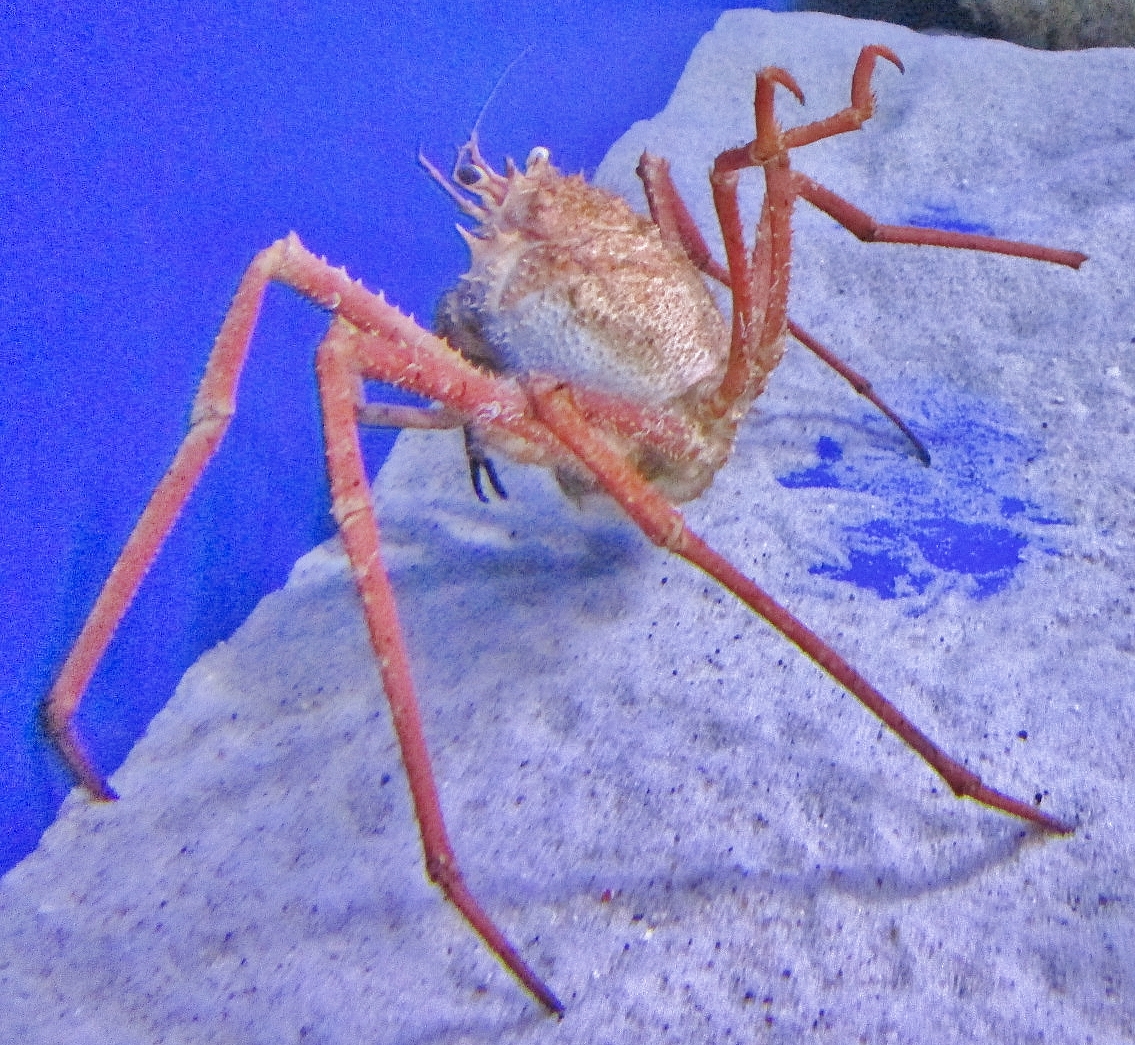 Foto: Acuario de Cala Gonone - Dorgali (Sardinia), Italia