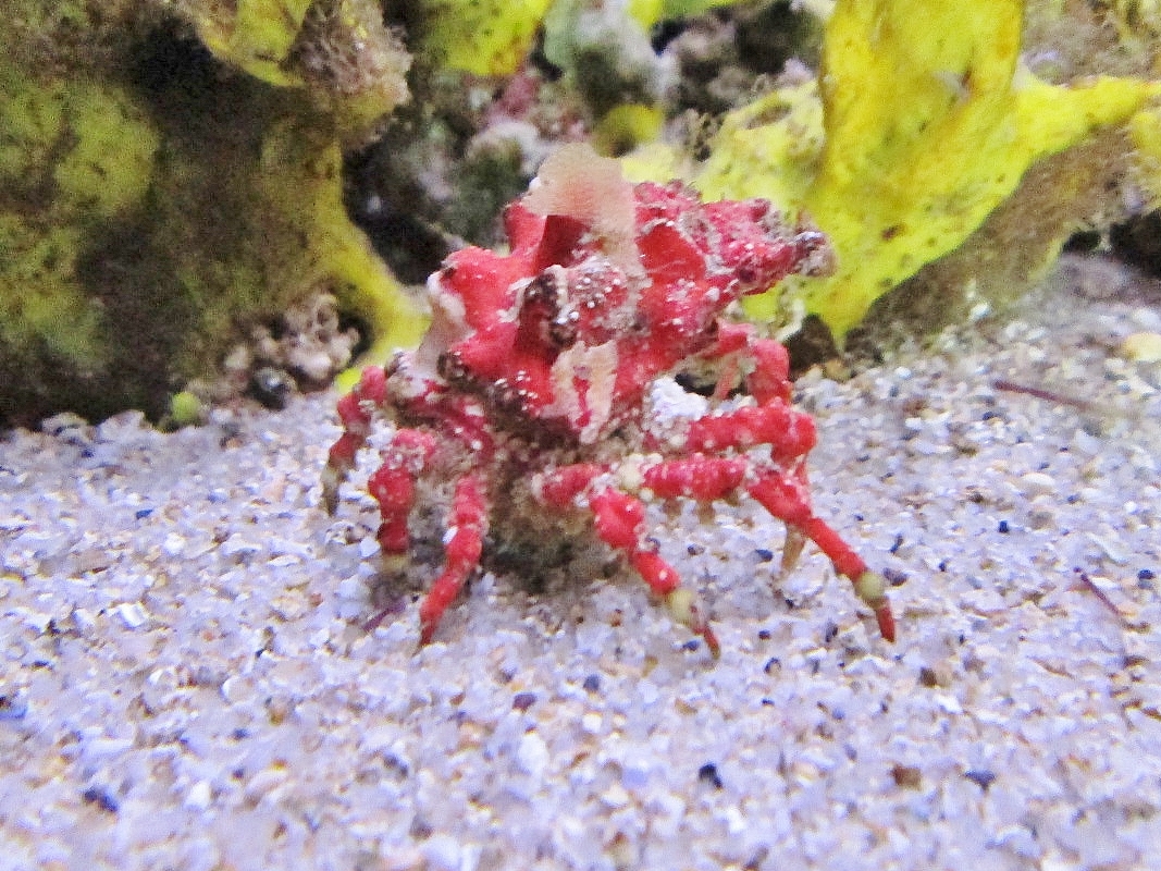 Foto: Acuario de Cala Gonone - Dorgali (Sardinia), Italia