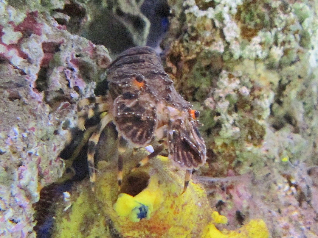 Foto: Acuario de Cala Gonone - Dorgali (Sardinia), Italia