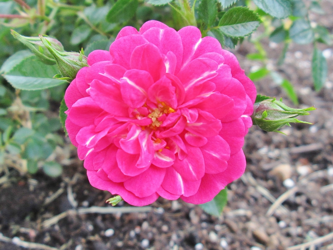 Foto: Concurso de rosas. Parque Cervantes - Barcelona (Cataluña), España