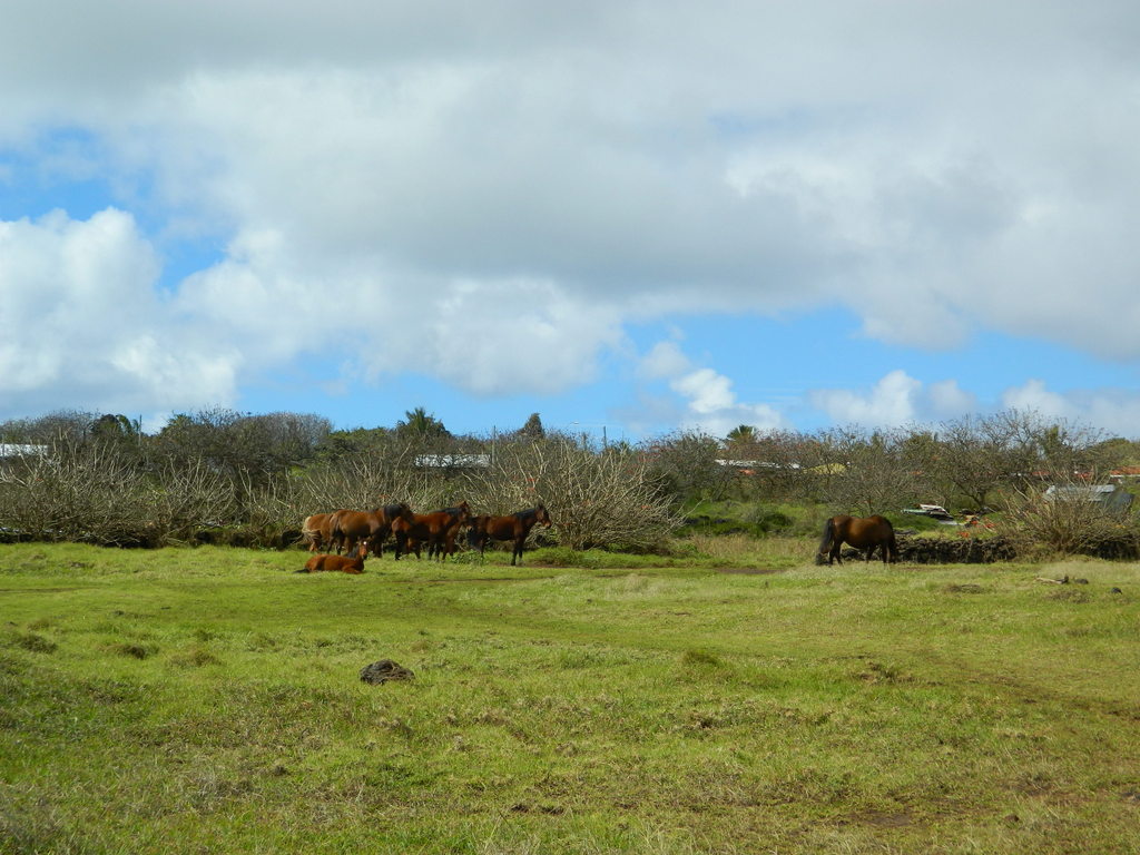 Foto: Isla De Pascua, Tahai - Hanga Roa (Valparaíso), Chile