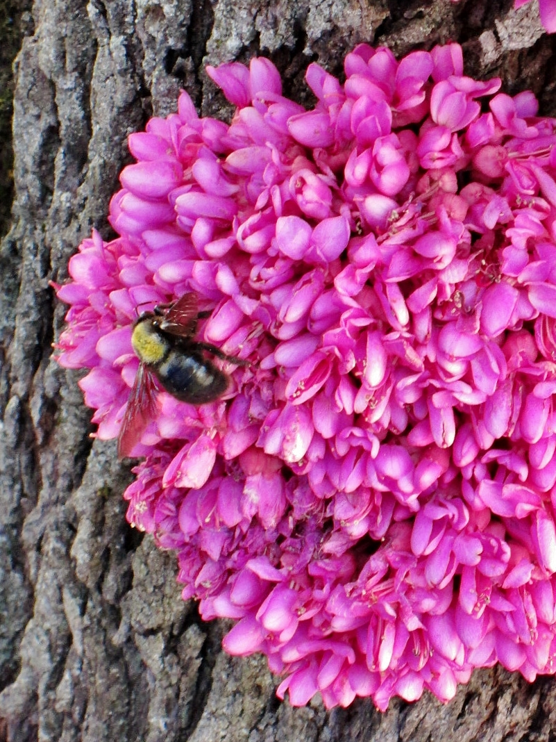 Foto: Un poco de color - Grazalema (Cádiz), España