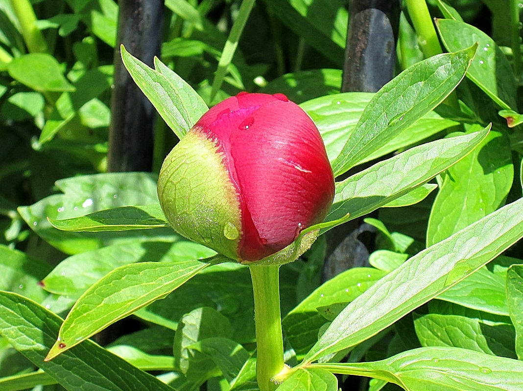 Foto: Primavera - Escalada (Burgos), España