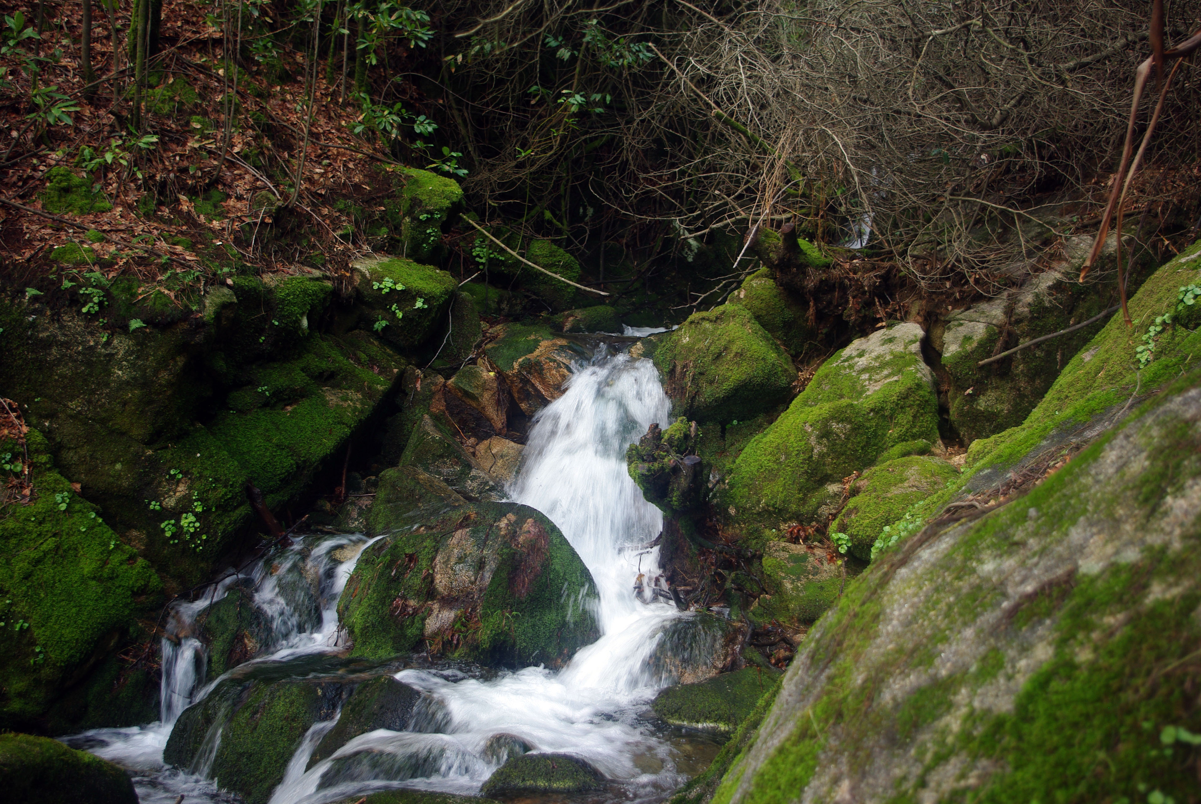 Foto: monte aloia - Tui (Pontevedra), España