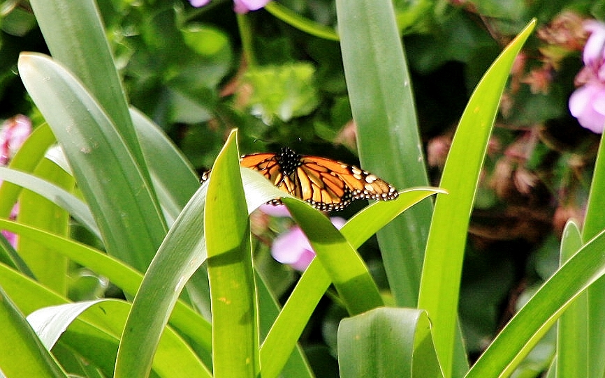 Foto: Jardín de la Marquesa - Arucas (Gran Canaria) (Las Palmas), España
