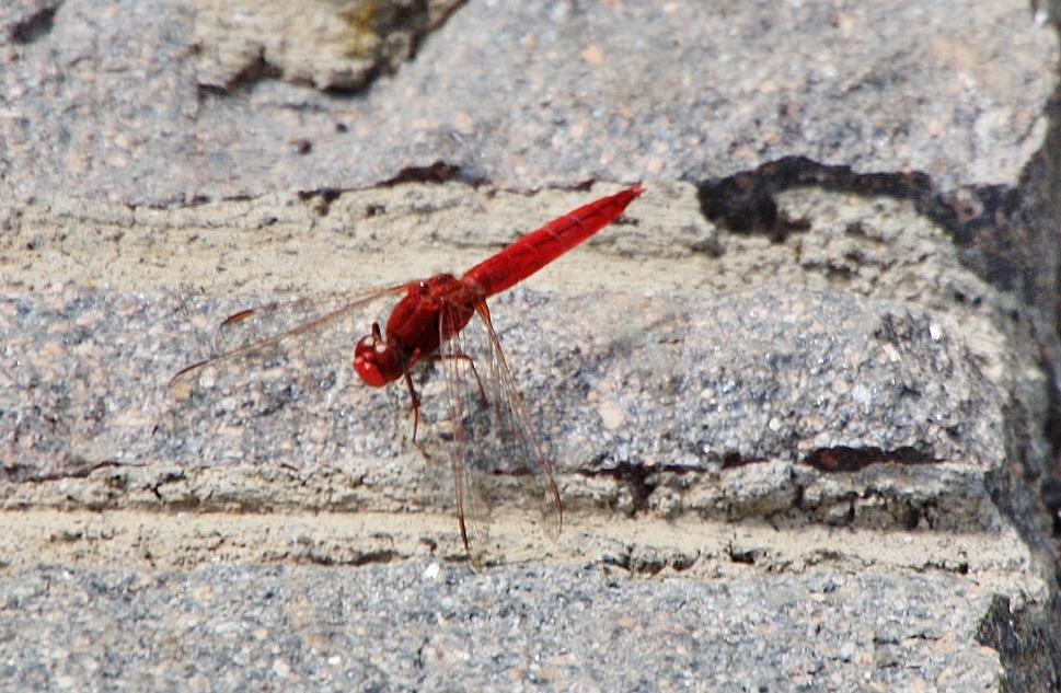 Foto: Pueblo Chico - La Orotava (Santa Cruz de Tenerife), España