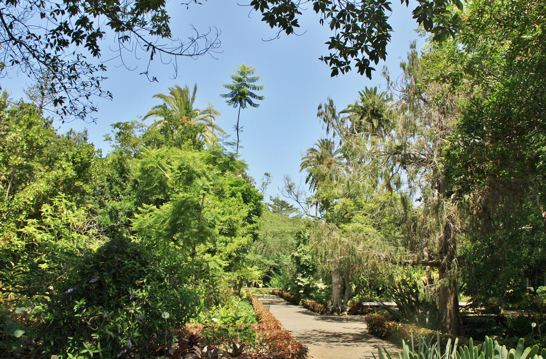 Foto: Jardin botanico - Puerto de la Cruz (Santa Cruz de Tenerife), España