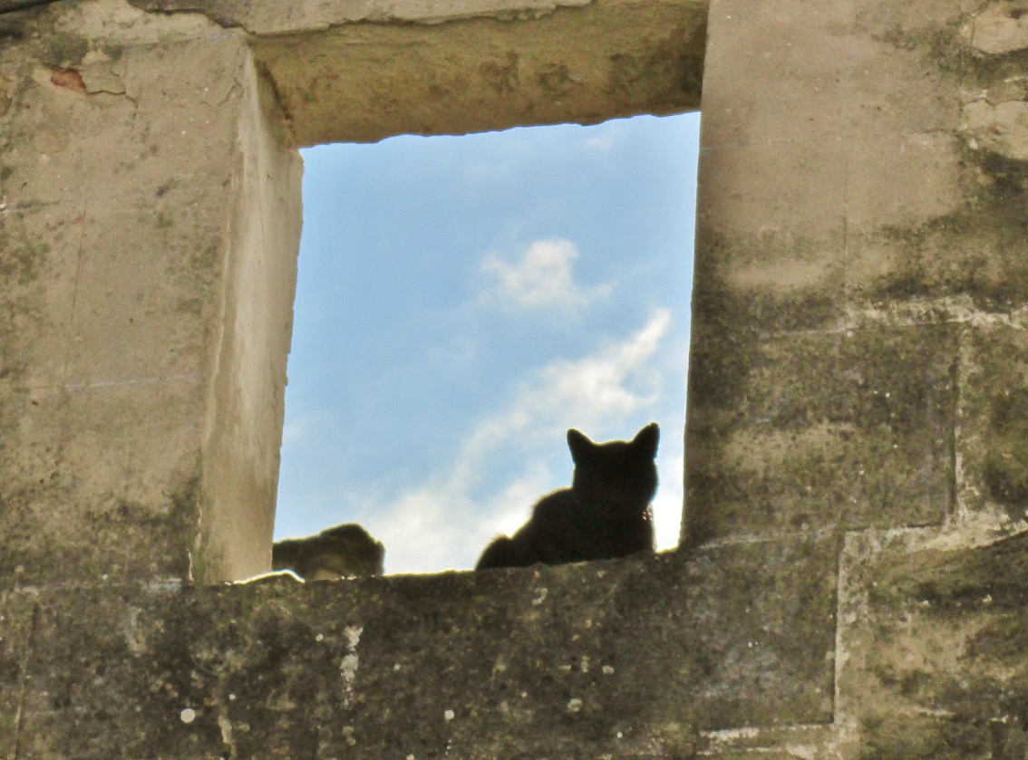 Foto: Gatito - Santa Gadea del Cid (Burgos), España