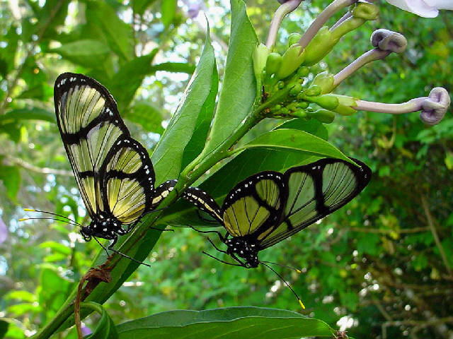 Foto: mariposas - Cuyabeno (Sucumbios), Ecuador