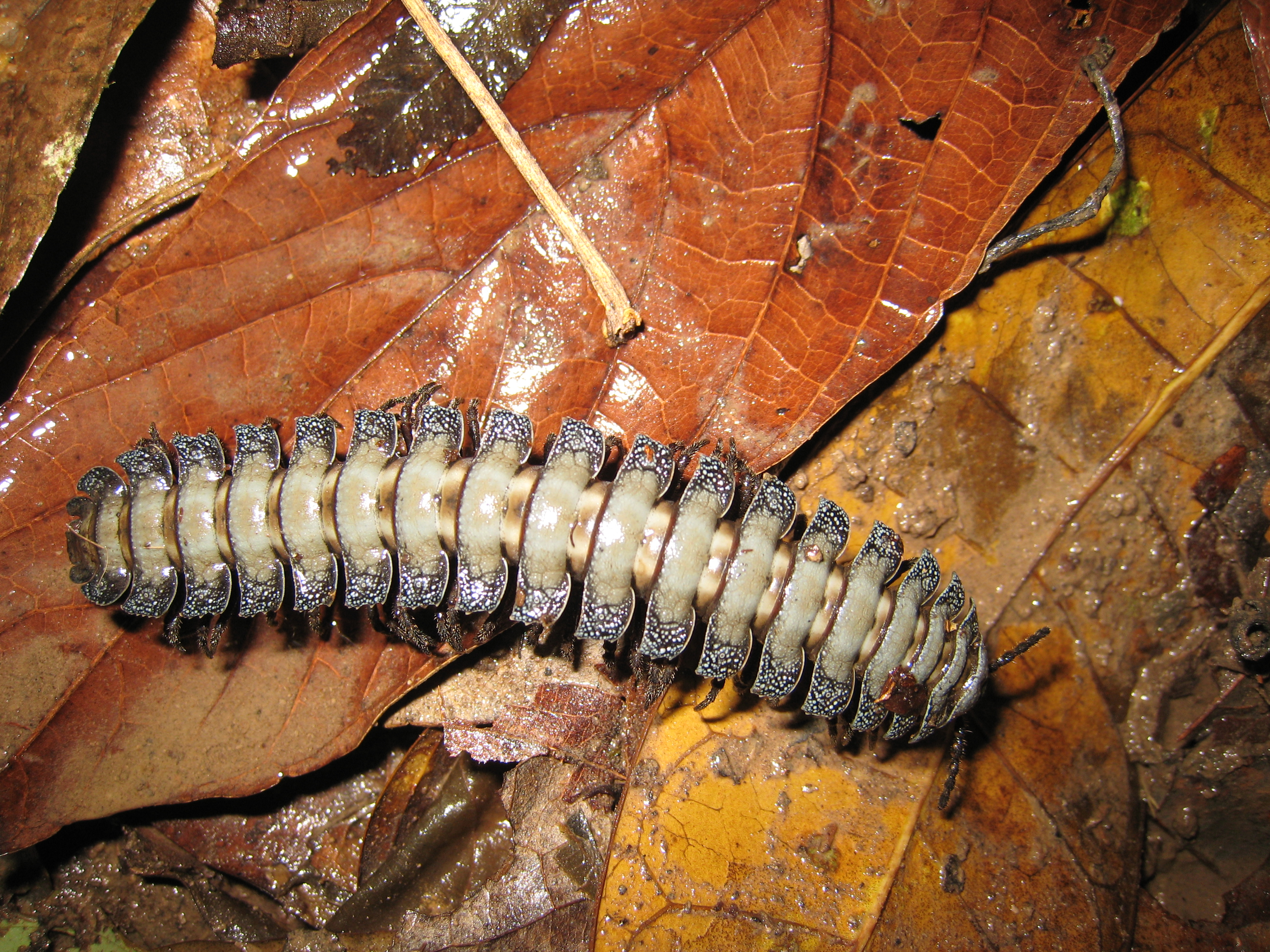 Foto: insectos - Cuyabeno (Sucumbios), Ecuador
