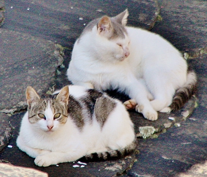 Foto: Gatitos - Lugo (Galicia), España