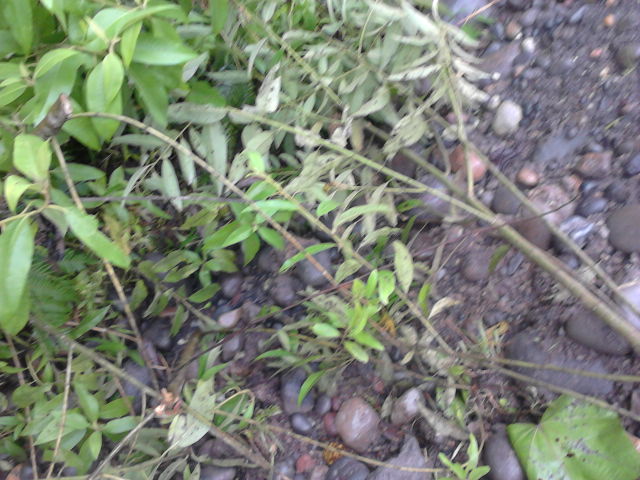 Foto: Hundimiento - Simòn Bolìvar (Peaz) (Pastaza), Ecuador