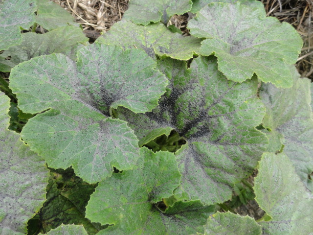 Foto: Hoja - Bayushig (Chimborazo), Ecuador
