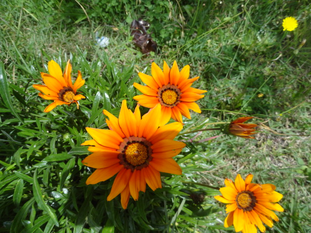 Foto: Flor - Riobamba (Chimborazo), Ecuador