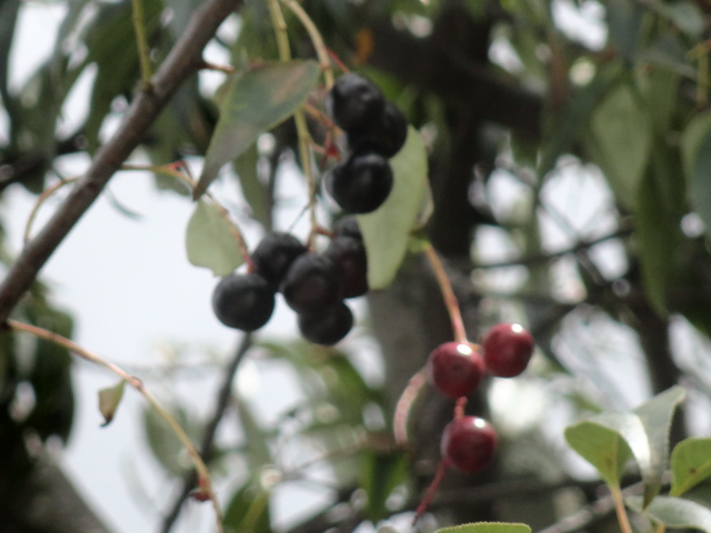 Foto: Capuli - Riobamba (Chimborazo), Ecuador