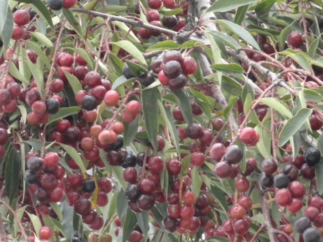 Foto: capuli - Riobamba (Chimborazo), Ecuador