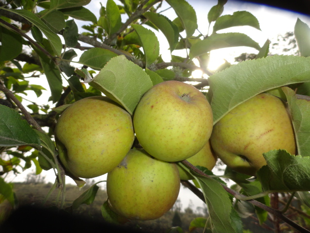 Foto: Manzanas - Bayushig (Chimborazo), Ecuador