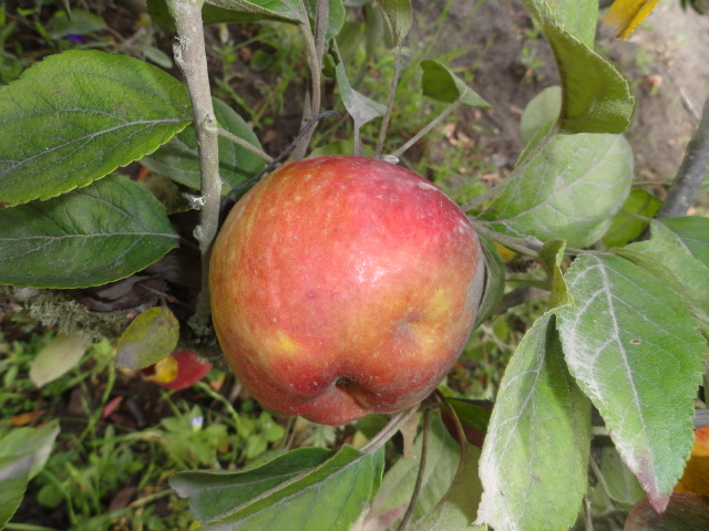 Foto: Manzanas - Bayushig (Chimborazo), Ecuador