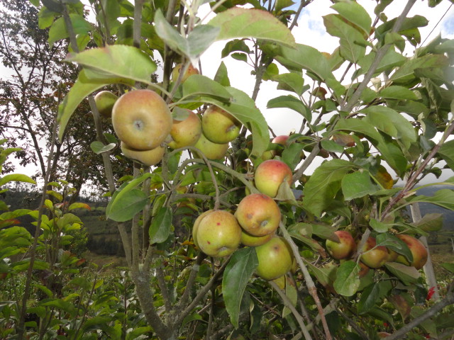 Foto: Manzanas - Bayushig (Chimborazo), Ecuador