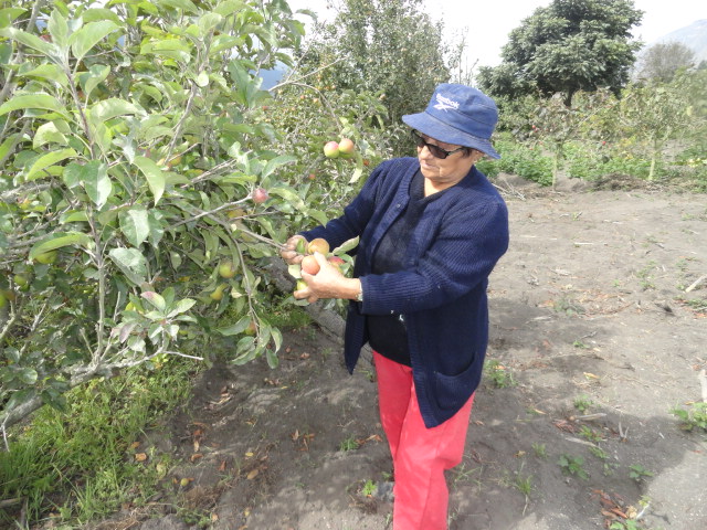 Foto: Recolectando manzanas - Bayushig (Chimborazo), Ecuador