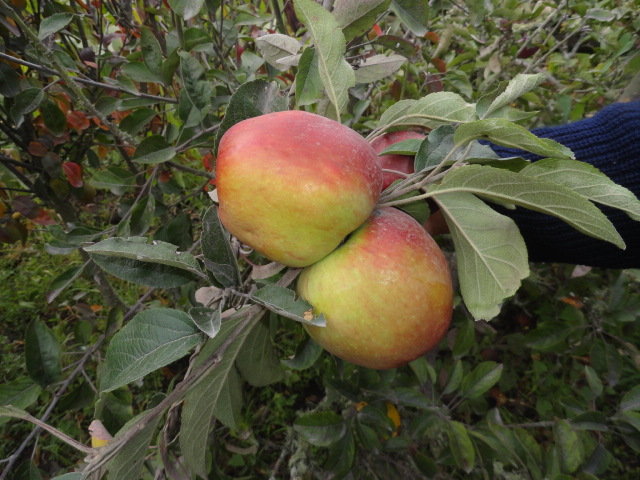 Foto: Manzanas - Bayushig (Chimborazo), Ecuador