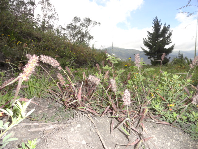 Foto: Paisaje - Bayushig (Chimborazo), Ecuador
