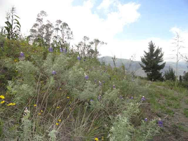 Foto: Paisaje - Bayushig (Chimborazo), Ecuador