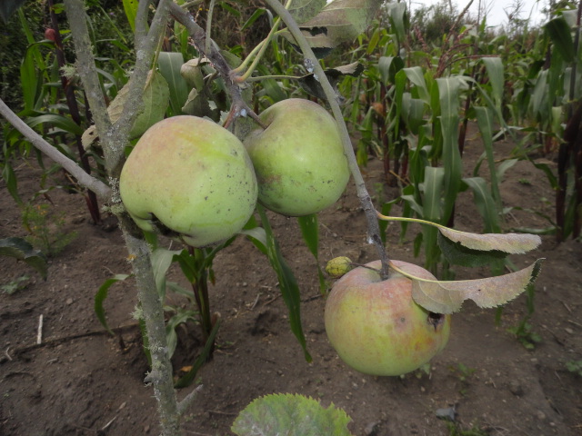 Foto: Manzanas - Bayushig (Chimborazo), Ecuador