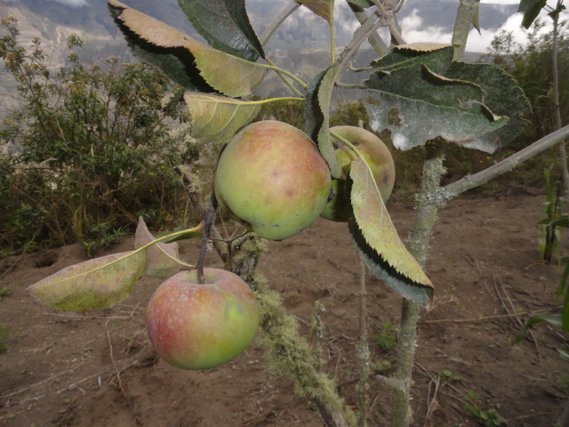 Foto: Manzanas - Bayushig (Chimborazo), Ecuador