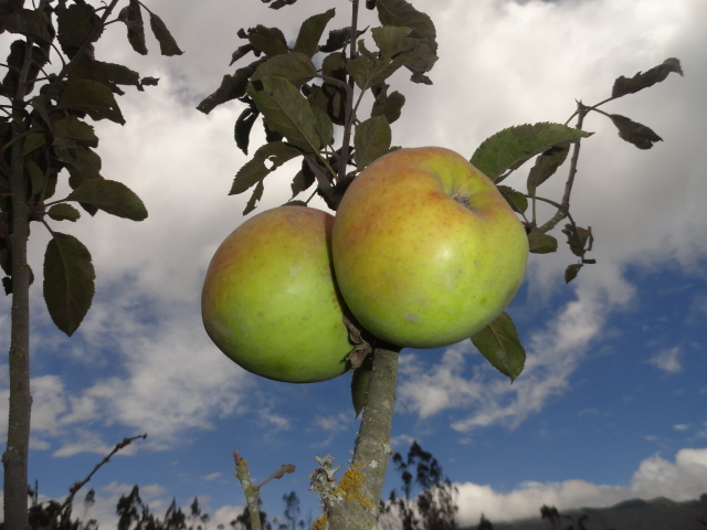 Foto: Manzanas - Bayushig (Chimborazo), Ecuador