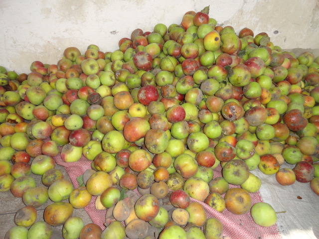 Foto: Manzanas - Bayushig (Chimborazo), Ecuador