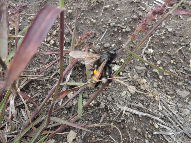 Foto: Abeja grande - Bayushig (Chimborazo), Ecuador