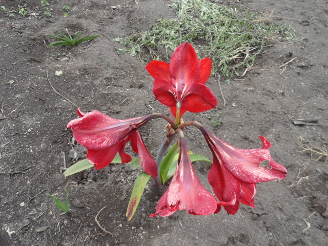 Foto: flor - Bayushig (Chimborazo), Ecuador