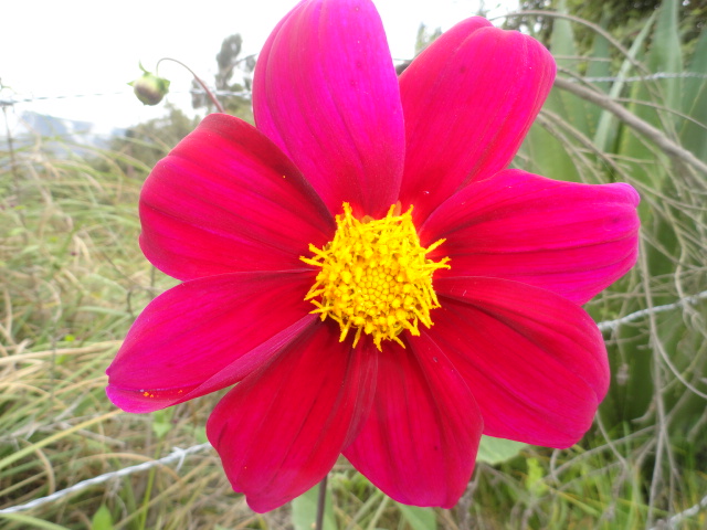 Foto: flor - Bayushig (Chimborazo), Ecuador
