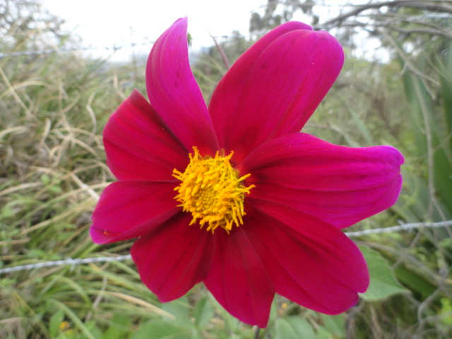 Foto: flor - Bayushig (Chimborazo), Ecuador