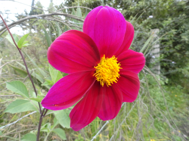 Foto: flor - Bayushig (Chimborazo), Ecuador