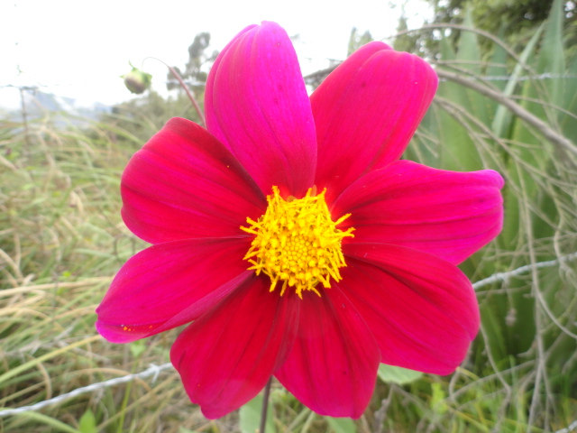 Foto: flor - Bayushig (Chimborazo), Ecuador