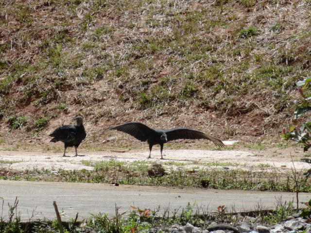 Foto: Aves de rapiña - Simón Bolívar (Mushullacta) (Pastaza), Ecuador