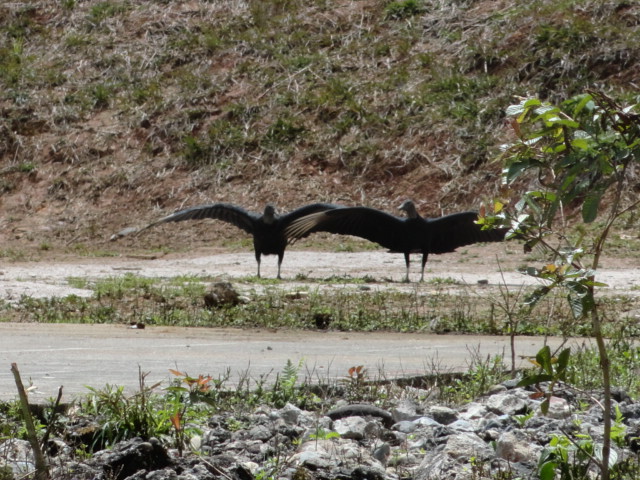 Foto: Aves de rapiña - Simón Bolívar (Mushullacta) (Pastaza), Ecuador