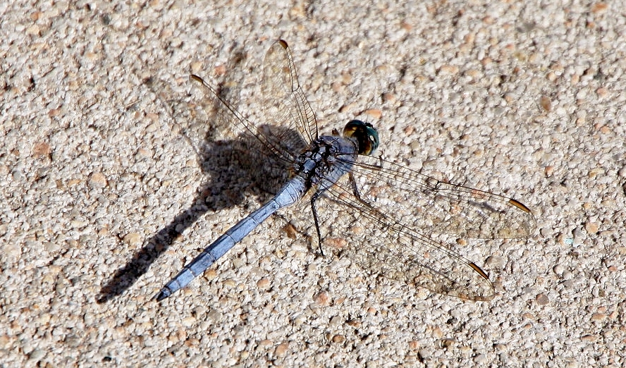 Foto: Libélula - Simat de la Valldigna (València), España