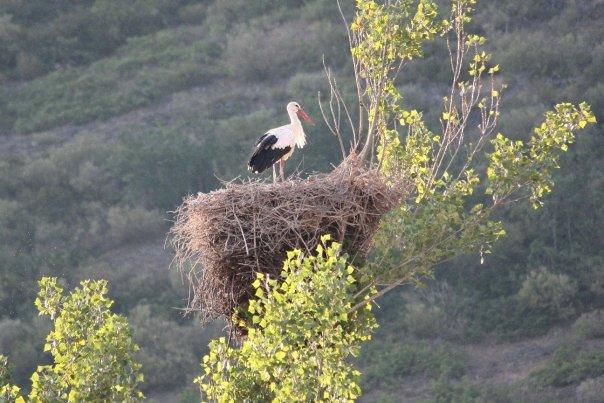 Foto: * - Villafrea de la Reina (León), España