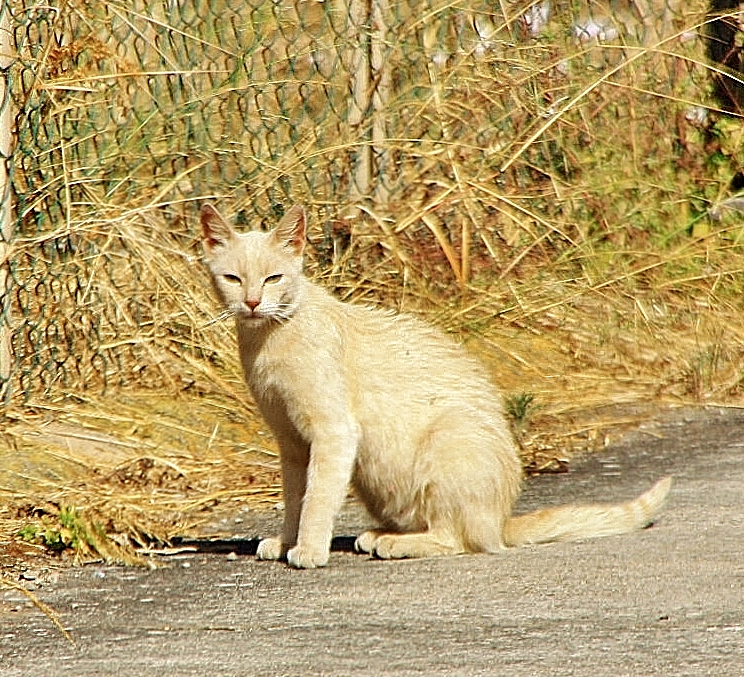 Foto: Gatito - Pula (Sardinia), Italia