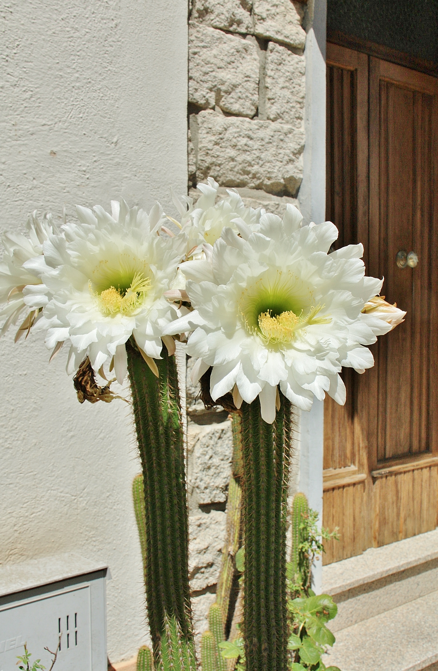 Foto: Flores - Aggius (Sardinia), Italia